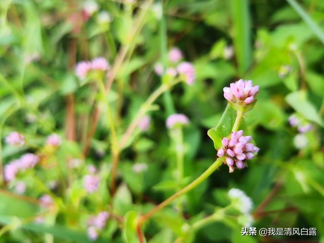 鸡西景点门票价格， 鸡西景点门票价格表