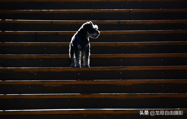 寵物狗不想養了怎么辦?寵物狗不想養了怎么辦小妙招!