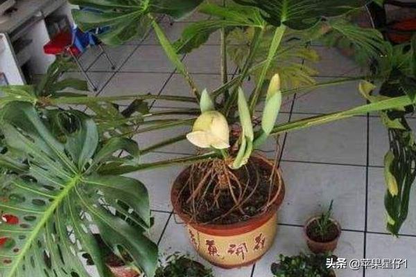龟贝竹-龟背竹怎么养