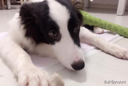 保定市破伤风多少钱一针