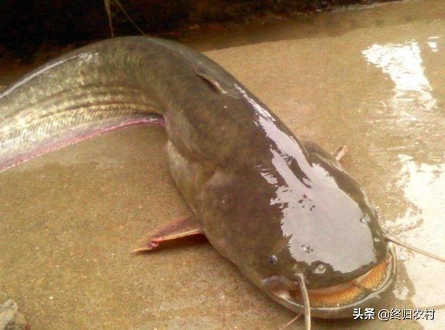 鲶鱼有什么好的养殖技术吗？：鲶鱼哥