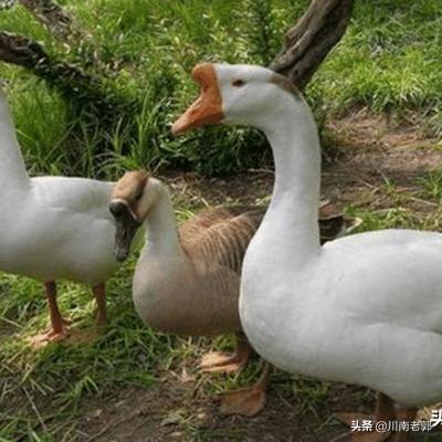 饲料使用的技术要点-饲料使用的技术要点有哪些