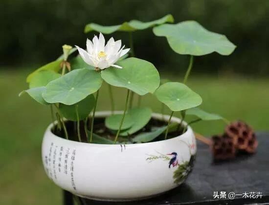 莲花园艺泥土种植,莲花园艺泥土种植方法