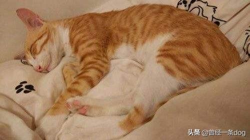 如何简便搭配食物营养均衡(图5)