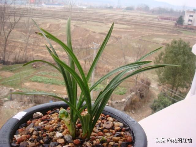 阳台种植草,阳台种植草莓的方法步骤