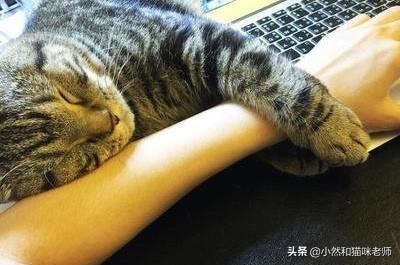 猫为什么喜欢早上跟主人撒娇,第5张