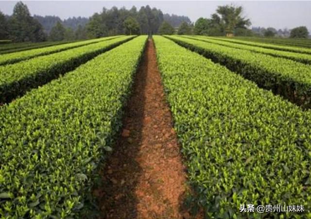 蔬菜种植景观，蔬菜种植景观图片