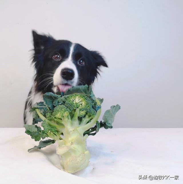 養寵物對孩子的好處?養寵物對孩子的好處和壞處!