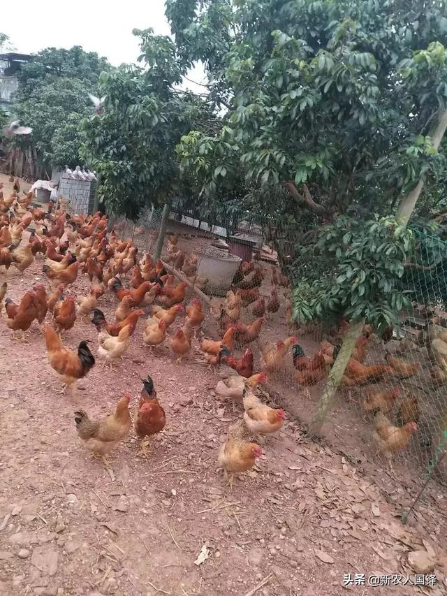 怎么养殖家鸡
