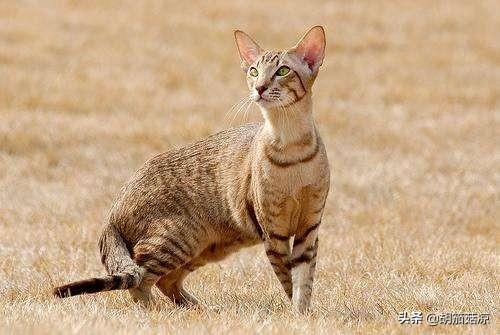 求助，无毛猫打喷嚏流鼻涕,第2张