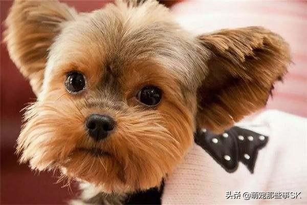 北京古牧?北京古牧犬舍!