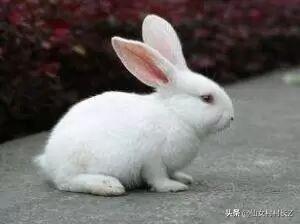 童话故事100字的（童话故100字左右）