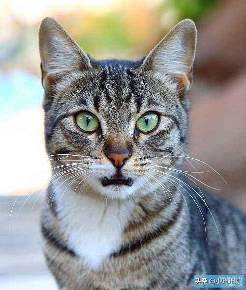 埃及猫是猫的起源吗