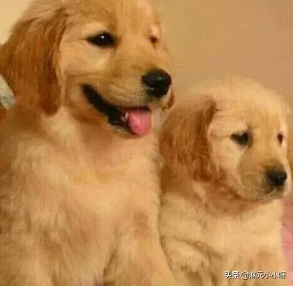 金毛犬狗狗的可以活到几岁