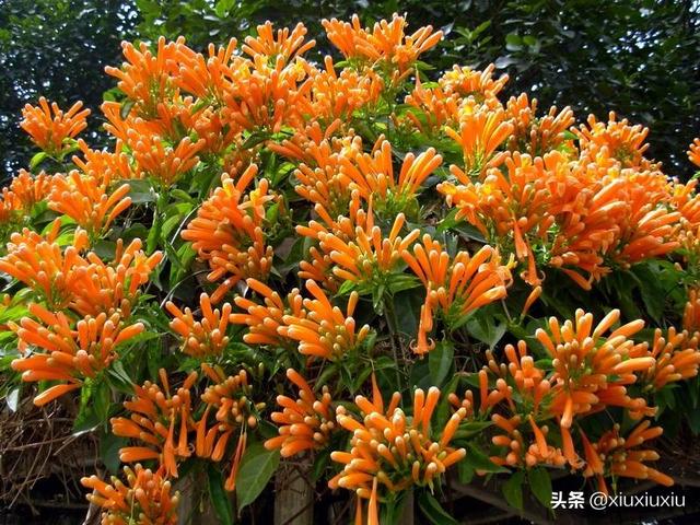 绿植花名大全图片名称-绿植花卉名称大全图片