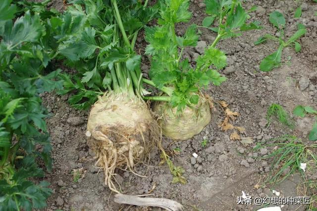 特种蔬菜 （特种蔬菜品种大全）