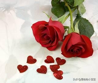 2朵红玫瑰花代表什么意思（两朵红玫瑰花图片大全）