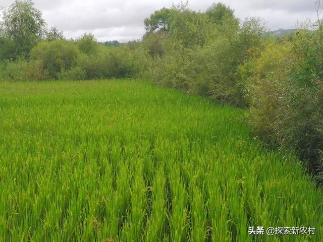 东北养殖什么最赚钱-东北养殖什么最赚钱风险小