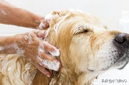 怎么给狗洗澡,第1张