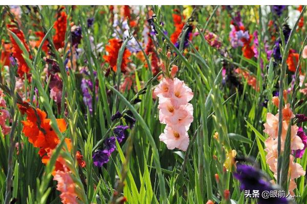 教师节送什么鲜花好?教师节送什么鲜花好呢!