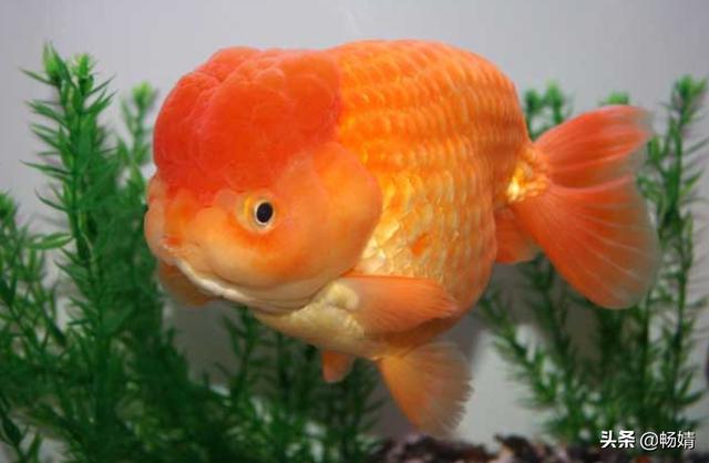 金魚身上長白點?金魚身上長白點是怎么回事!