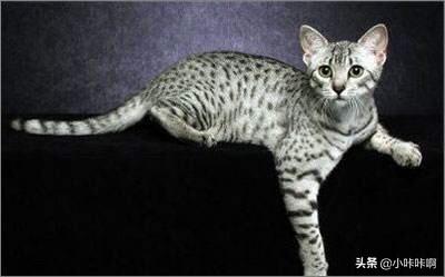 埃及猫是猫的起源吗