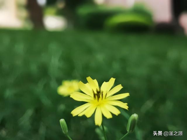 小畅海外生活，