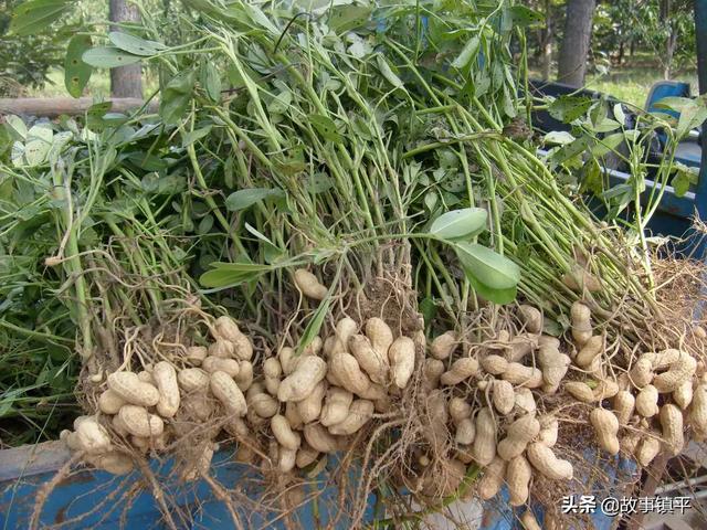 新野县蔬菜种植基地，新野县蔬菜种植基地的优越条件