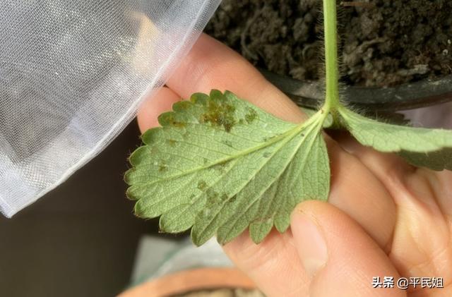 苗木种植方案及措施 浇水方法视频,苗木种植方案及措施 浇水方法视频讲解