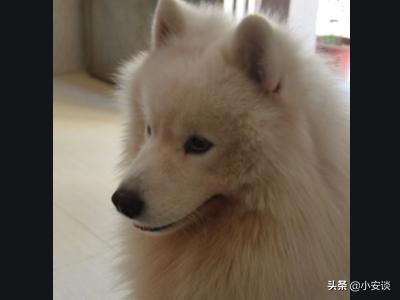 萨摩耶犬的叫声代表着不同情绪