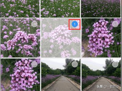 手机壁纸女（手机WPS怎样把图片的格式变成jpg？）