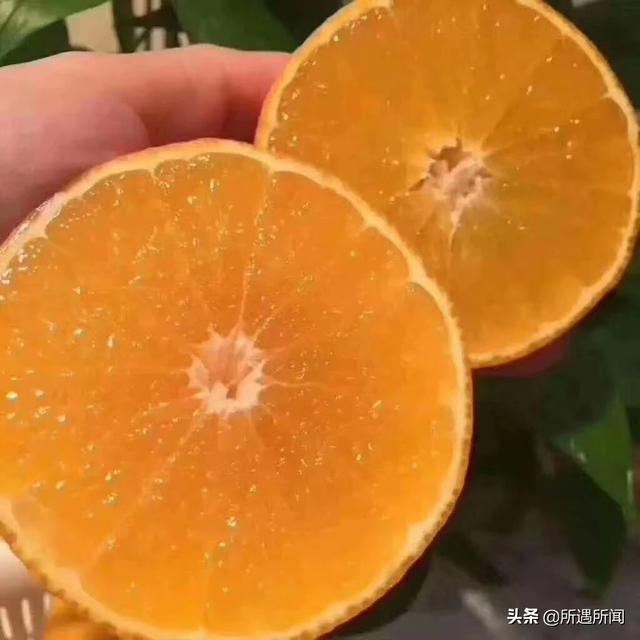 哪些蔬菜是长的快的水果(图5)