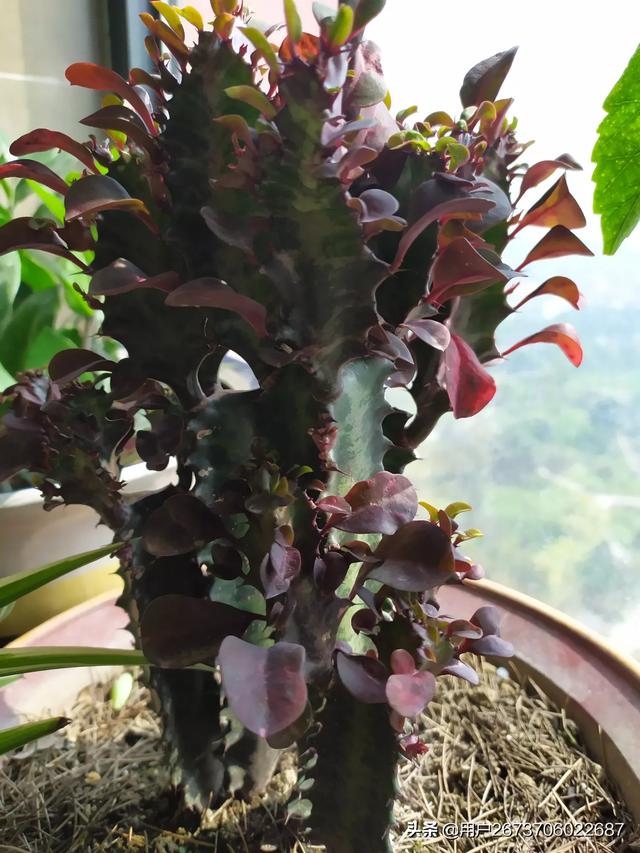 室内种植花卉的作用? 室内种植花卉的作用是什么!