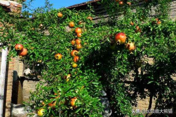 石榴种植果园图片大全集,石榴种植果园图片大全集高清