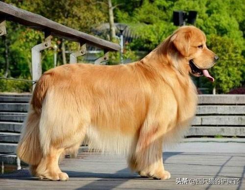 金毛犬图片,金毛犬图片大全大图,金毛有黑色的吗？