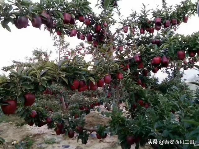 果园种植环境要求高吗,果园种植环境要求高吗知乎