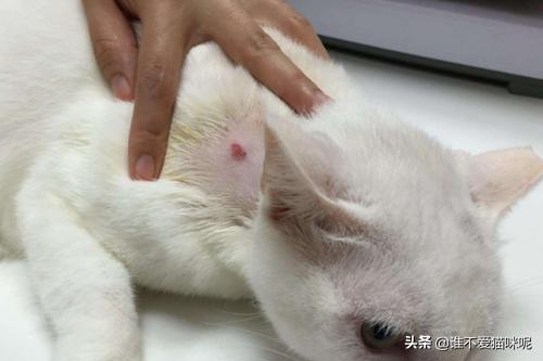猫藓_猫藓用什么药膏最有效