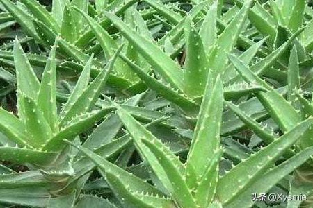 阳台种植芦荟怎么浇水,阳台种植芦荟怎么浇水视频