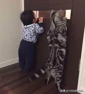 猫为什么喜欢早上跟主人撒娇,第6张