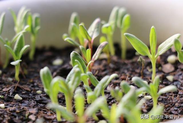 满天星的叶子长什么样（满天星叶子长啥样）