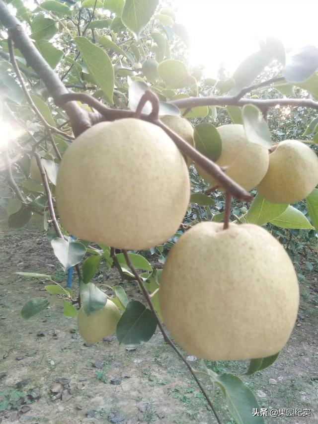 果园种植多样性建议,果园种植多样性建议怎么写