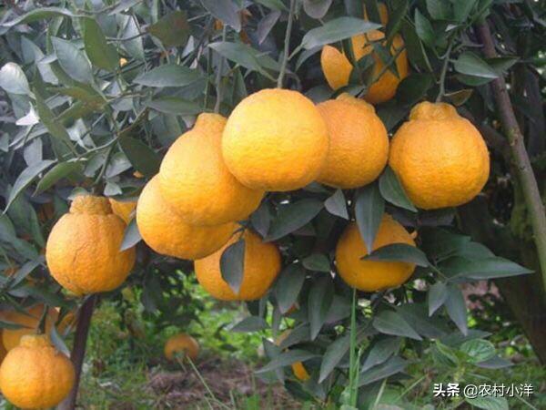湖北可种植丑柑橘吗？对土壤有什么要求？