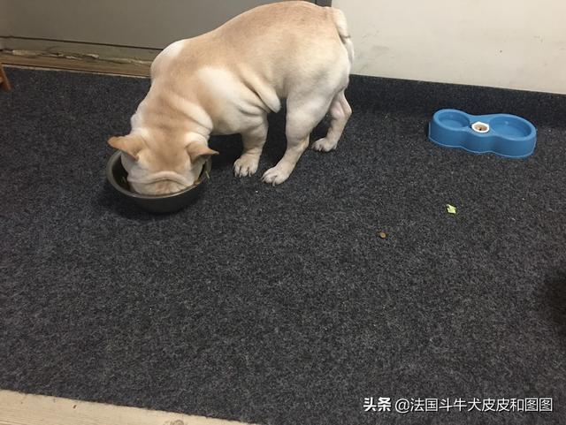 到底哪些属于烈性犬，遇到烈性犬应该如何应对呢