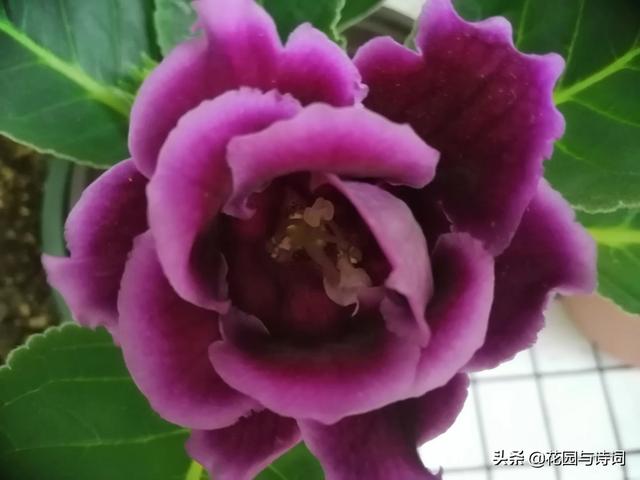 阳台种植绿叶菜,阳台种植绿叶菜的方法