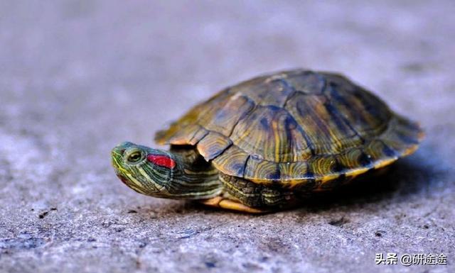 农村养乌龟赚钱可行吗,第4张