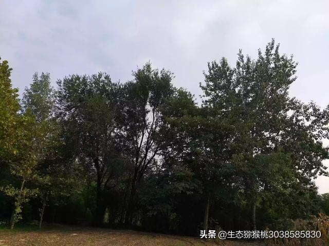 高州今日出栏猪价-高州今日出栏猪价格表