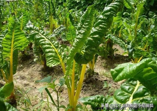 如何种植花园的土豆,如何种植花园的土豆视频