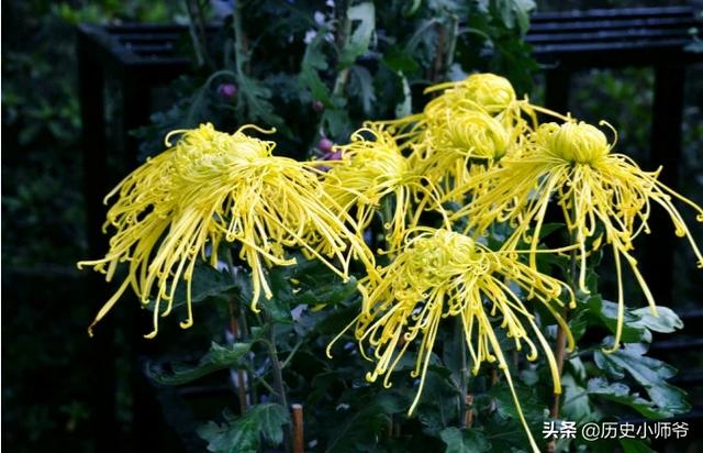 男人的菊花是什么意思(图1)