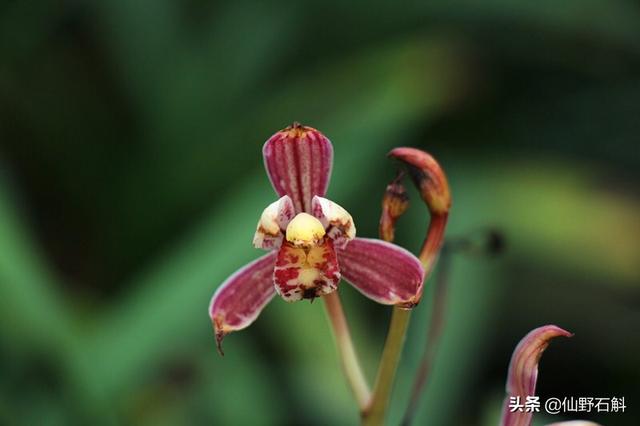 花卉市场前景分析（花卉市场前景分析报告）