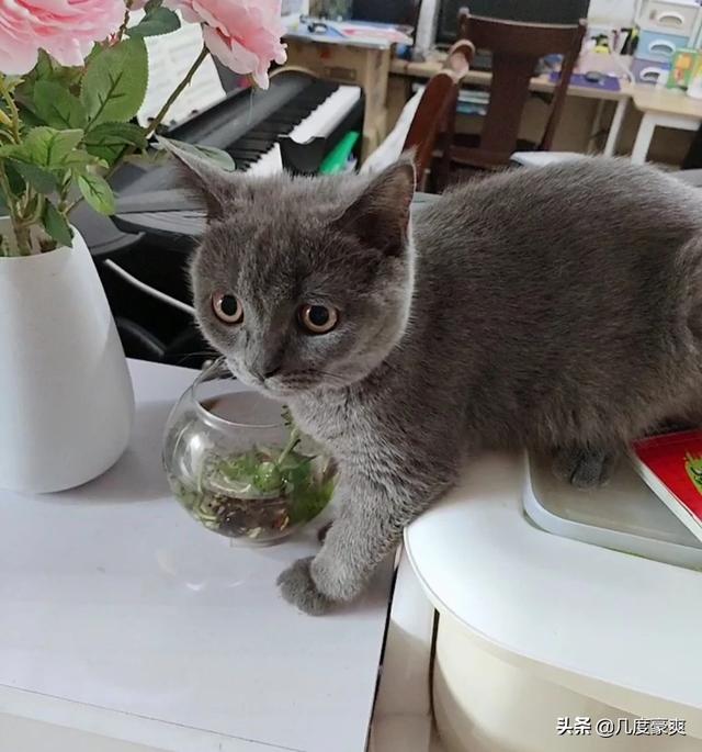 我家的猫咪为什么不愿意让人抱,第4张
